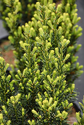 Hill's Yew (Taxus x media 'Hillii') at Lakeshore Garden Centres
