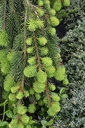 Weeping Norway Spruce (Picea abies 'Pendula') at Lakeshore Garden Centres