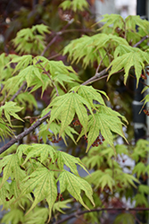 Ghost Dancer Japanese Maple (Acer palmatum 'Ghost Dancer') at Lakeshore Garden Centres