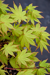 Summer Gold Japanese Maple (Acer palmatum 'Summer Gold') at Lakeshore Garden Centres
