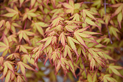 Katsura Japanese Maple (Acer palmatum 'Katsura') at Lakeshore Garden Centres