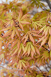 Rite of Spring Japanese Maple (Acer palmatum 'Rite of Spring') at Lakeshore Garden Centres