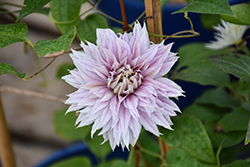 Josephine Clematis (Clematis 'Josephine') at Lakeshore Garden Centres