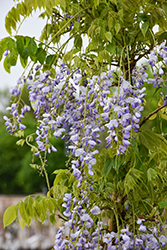 Prolific Wisteria (Wisteria sinensis 'Prolific') at Lakeshore Garden Centres