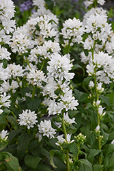 Angel Bells Clustered Bellflower (Campanula glomerata 'Angel Bells') at Lakeshore Garden Centres