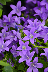 Birch Hybrid Bellflower (Campanula 'Birch Hybrid') at Lakeshore Garden Centres