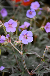 Boom Chocolatta Cranesbill (Geranium pratense 'Boom Chocolatta') at Lakeshore Garden Centres