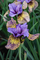 Purring Tiger Siberian Iris (Iris sibirica 'Purring Tiger') at Lakeshore Garden Centres