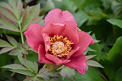 Old Rose Dandy Peony (Paeonia 'Old Rose Dandy') at Lakeshore Garden Centres