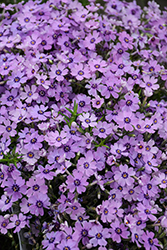 Eye Shadow Creeping Phlox (Phlox subulata 'Eye Shadow') at Lakeshore Garden Centres