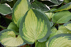 Sound Of Music Hosta (Hosta 'Sound Of Music') at Lakeshore Garden Centres