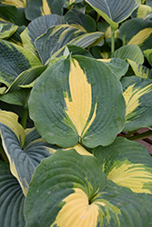Dream Weaver Hosta (Hosta 'Dream Weaver') at Lakeshore Garden Centres