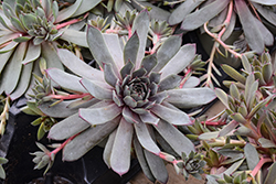Big Blue Hens And Chicks (Sempervivum 'Big Blue') at Lakeshore Garden Centres