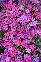 Crackerjack Moss Phlox (Phlox douglasii 'Crackerjack') at Lakeshore Garden Centres