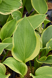 Shadowland Lone Star Hosta (Hosta 'Lone Star') at Lakeshore Garden Centres
