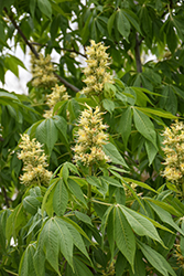 Ohio Buckeye (Aesculus glabra) at Lakeshore Garden Centres