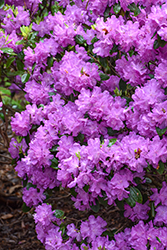 P.J.M. Elite Rhododendron (Rhododendron 'P.J.M. Elite') at Lakeshore Garden Centres
