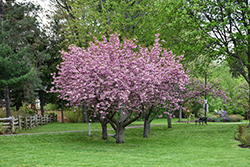 Kwanzan Flowering Cherry (Prunus serrulata 'Kwanzan') at Lakeshore Garden Centres