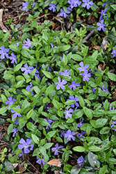Common Periwinkle (Vinca minor) at Lakeshore Garden Centres