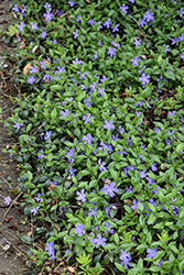 Common Periwinkle (Vinca minor) at Lakeshore Garden Centres