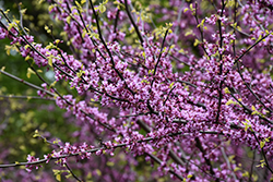 Eastern Redbud (Cercis canadensis) at Lakeshore Garden Centres