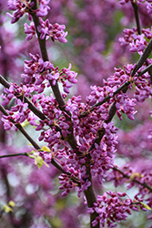 Gilded Hearts Redbud (Cercis canadensis 'Gilded Hearts') at Lakeshore Garden Centres