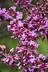 Northern Herald Redbud (Cercis canadensis 'Pink Trim') at Lakeshore Garden Centres
