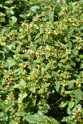 Yellow Archangel (Lamiastrum galeobdolon) at Lakeshore Garden Centres