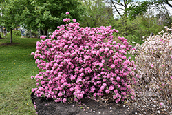 Aglo Rhododendron (Rhododendron 'Aglo') at Lakeshore Garden Centres