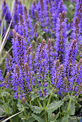 Sallyrosa April Night Meadow Sage (Salvia nemorosa 'DSALRS203') at Lakeshore Garden Centres