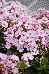 Early Pink Dark Eye Garden Phlox (Phlox paniculata 'Barphlearpideye') at Lakeshore Garden Centres