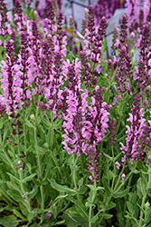 Pink Nebula Meadow Sage (Salvia nemorosa 'Pink Nebula') at Lakeshore Garden Centres