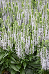 Snow Candles Spike Speedwell (Veronica spicata 'Joca128') at Lakeshore Garden Centres