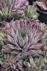 Chick Charms Silver Suede Hens And Chicks (Sempervivum 'Silver Suede') at Lakeshore Garden Centres