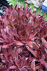 Chick Charms Strawberry Kiwi Hens And Chicks (Sempervivum 'Strawberry Kiwi') at Lakeshore Garden Centres