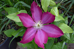 Bourbon Clematis (Clematis 'Bourbon') at Lakeshore Garden Centres