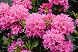 Haaga Rhododendron (Rhododendron 'Haaga') at Lakeshore Garden Centres