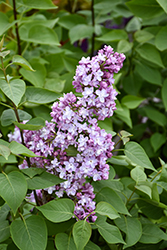 Belle de Nancy Lilac (Syringa vulgaris 'Belle de Nancy') at Lakeshore Garden Centres