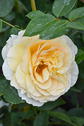 Reminiscent Crema Rose (Rosa 'BOZFRA121') at Lakeshore Garden Centres
