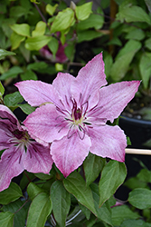 Sarah Elizabeth Clematis (Clematis 'Evipo098') at Lakeshore Garden Centres