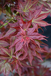 Ruby Stars Japanese Maple (Acer palmatum 'Ruby Stars') at Lakeshore Garden Centres