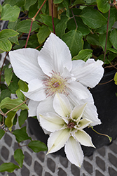 Guernsey Flute Clematis (Clematis 'EviGsy153') at Lakeshore Garden Centres