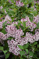 Baby Kim Lilac (Syringa 'SMNSDTP') at Lakeshore Garden Centres