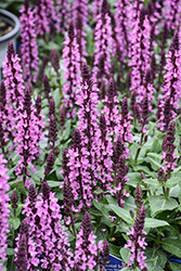 Midnight Rose Meadow Sage (Salvia nemorosa 'Midnight Rose') at Lakeshore Garden Centres