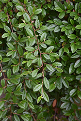 Scarlet Leader Willowleaf Cotoneaster (Cotoneaster salicifolius 'Scarlet Leader') at Lakeshore Garden Centres