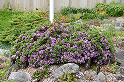 Lawrence Crocker Daphne (Daphne 'Lawrence Crocker') at Lakeshore Garden Centres