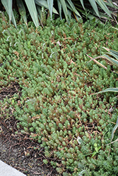 Blue Carpet Spanish Stonecrop (Sedum hispanicum 'Blue Carpet') at Lakeshore Garden Centres