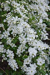 The Bride Pearlbush (Exochorda x macrantha 'The Bride') at Lakeshore Garden Centres