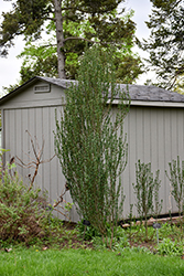 Compressa Dogwood (Cornus sanguinea 'Compressa') at Lakeshore Garden Centres