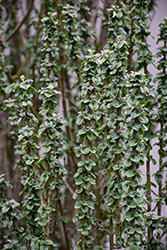Compressa Dogwood (Cornus sanguinea 'Compressa') at Lakeshore Garden Centres